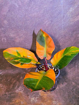 Variegated Black Cardinal Philodendron - Rare Collector Plant - EXACT Plant (June-4-10)