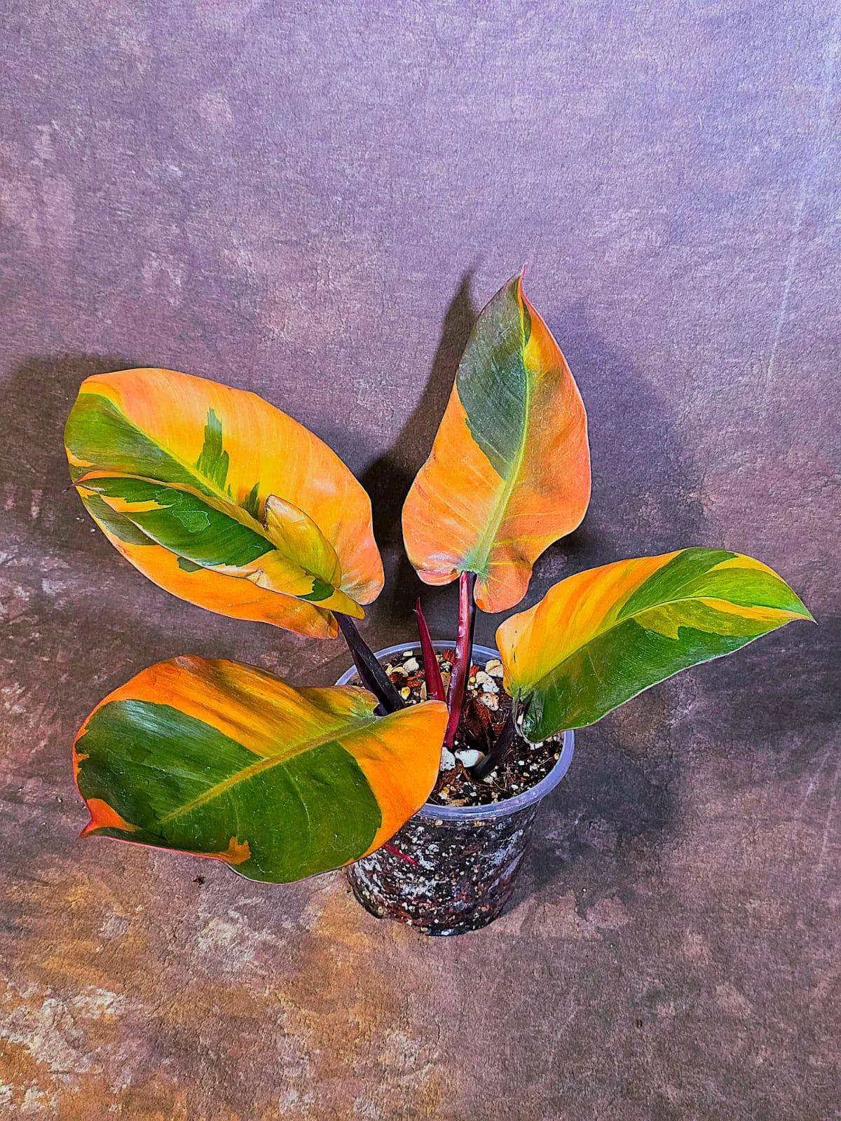 Variegated Black Cardinal Philodendron - Rare Collector Plant - EXACT Plant (June-4-10)