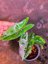 Alocasia Pink Dragon Albo Variegated Plant - Rare Pink Stem Elephant Ear - US Seller (June-4-04)