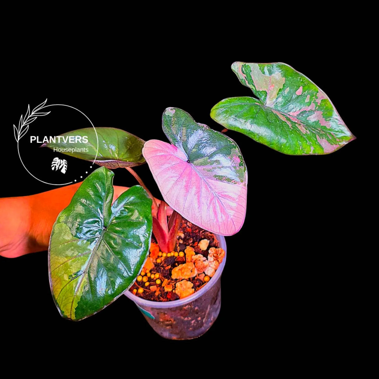 Alocasia Pink Serendipity Variegated - Rare Tropical Plant - EXACT Plant - US Seller (June-4-01)