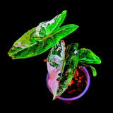 Alocasia Pink Dragon Albo Variegate