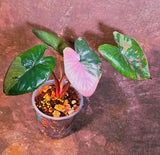 Alocasia Pink Serendipity Variegated - Rare Tropical Plant - EXACT Plant - US Seller (June-4-01)
