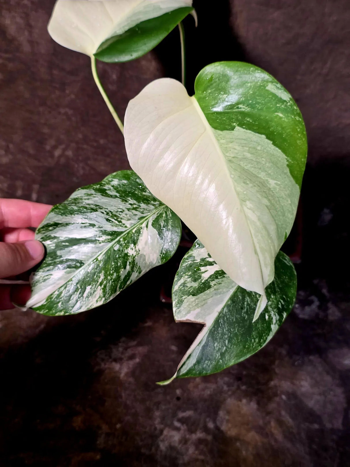 Monstera Albo Variegated Plant - Rare White Borsigiana - Exact Plant - US Seller (6-5-50)