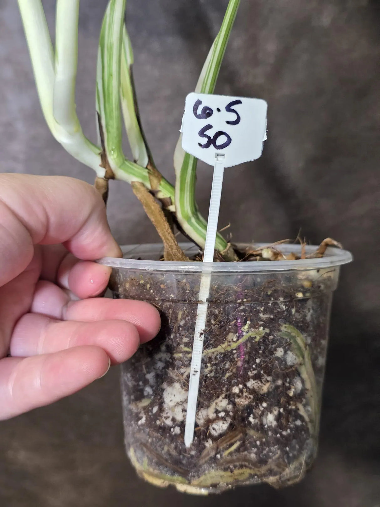 Monstera Albo Variegated Plant - Rare White Borsigiana - Exact Plant - US Seller (6-5-50)