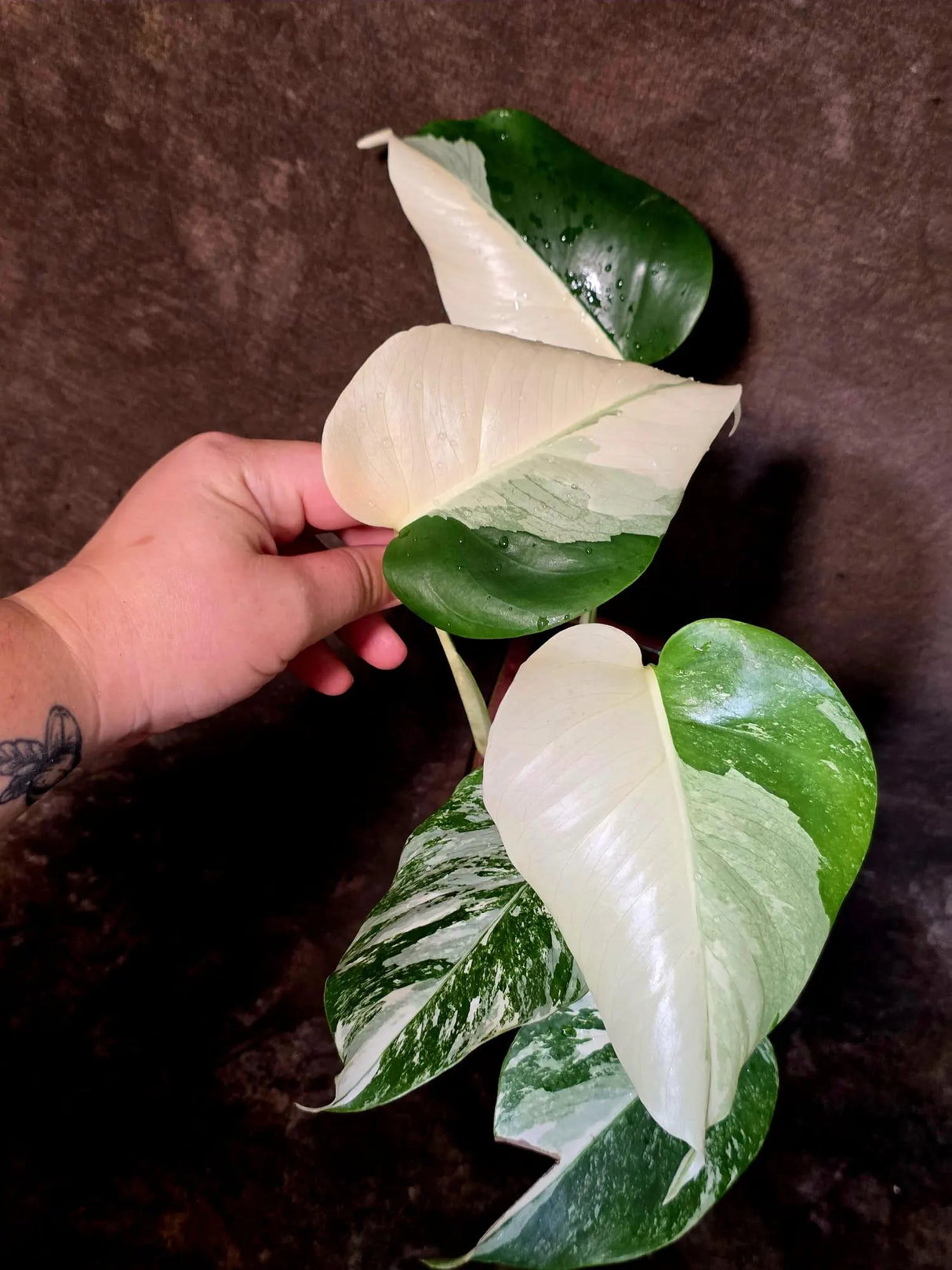 Monstera Albo Variegated Plant - Rare White Borsigiana - Exact Plant - US Seller (6-5-50)