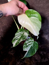 Monstera Albo Variegated Plant - Rare White Borsigiana - Exact Plant - US Seller (6-5-50)