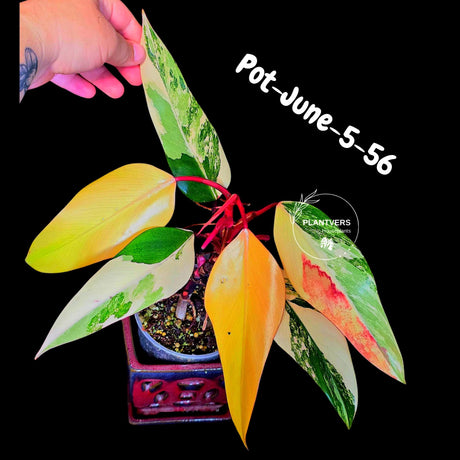 Philodendron Strawberry Shake High Variegated Live Plant - EXACT Same Plant - US Seller