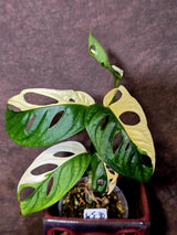Variegated Monstera Adansonii Albo - Swiss Cheese Plant - (6-5-30)