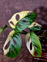 Variegated Monstera Adansonii Albo - Swiss Cheese Plant - (6-5-30)