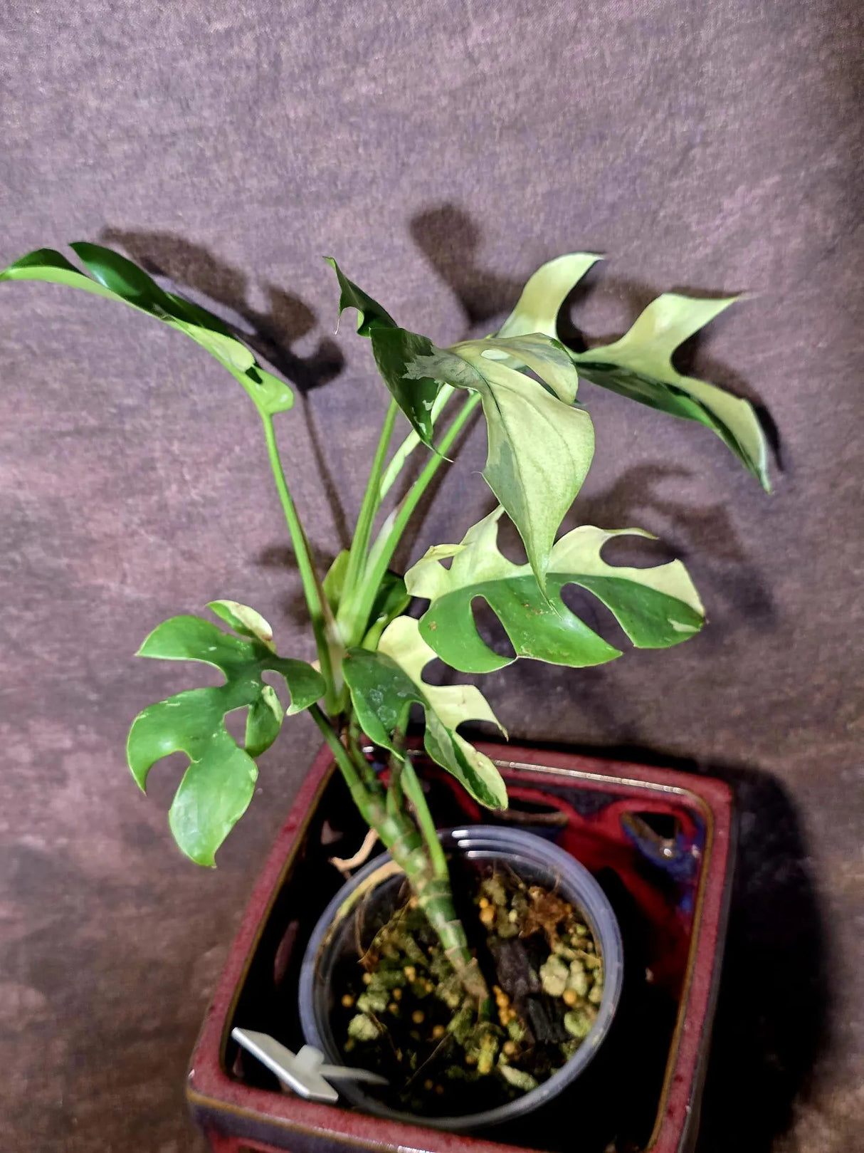 Variegated Rhaphidophora Tetrasperma Albo - Rare Exact Plant - (6-5-31)