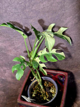 Variegated Rhaphidophora Tetrasperma Albo - Rare Exact Plant - (6-5-31)