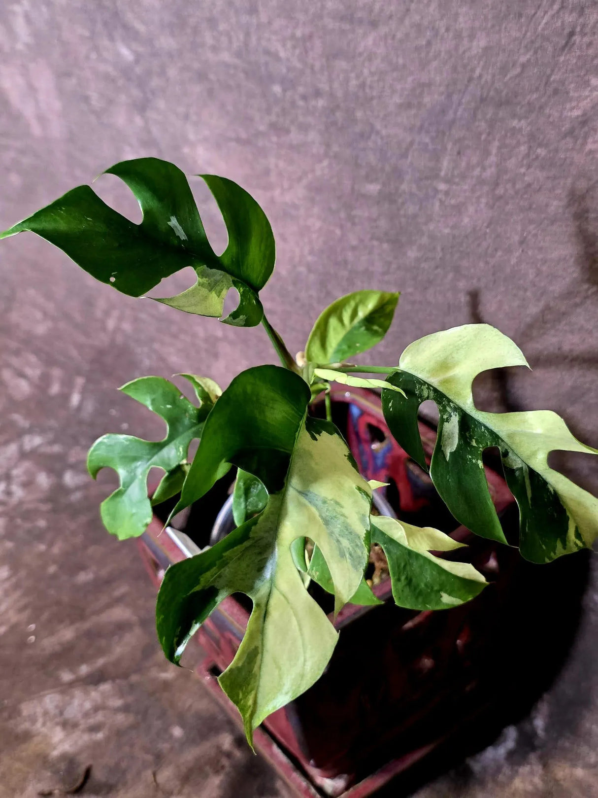 Variegated Rhaphidophora Tetrasperma Albo - Rare Exact Plant - (6-5-31)