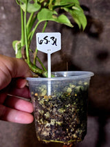 Variegated Rhaphidophora Tetrasperma Albo - Rare Exact Plant - (6-5-31)
