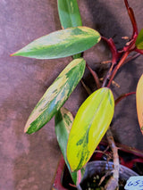 Variegated Philodendron Strawberry Shake Live Plant - EXACT Plant - (6-5-33)