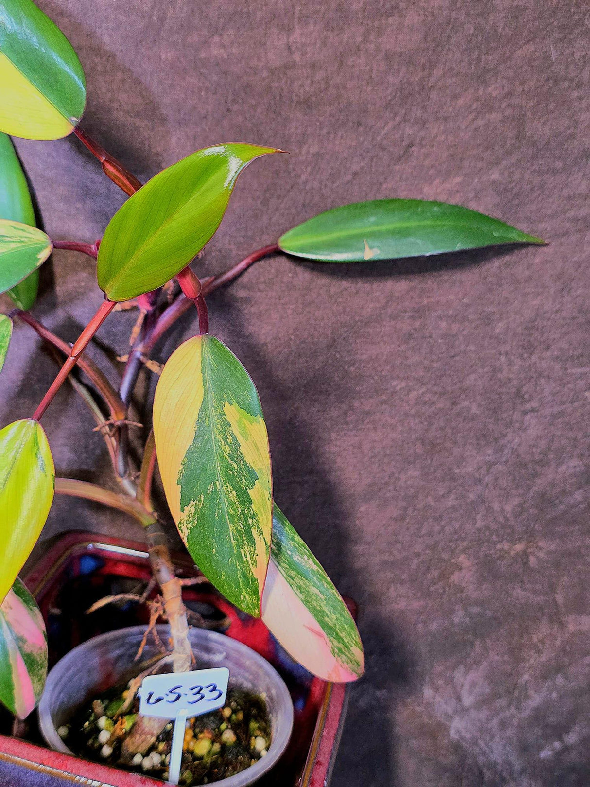 Variegated Philodendron Strawberry Shake Live Plant - EXACT Plant - (6-5-33)