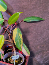 Variegated Philodendron Strawberry Shake Live Plant - EXACT Plant - (6-5-33)