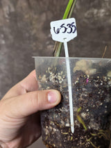 Variegated Monstera Albo - Rare White Monstera Borsigiana (6-5-35)