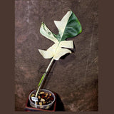 Variegated Monstera Albo - Rare White Monstera Borsigiana (6-5-35)