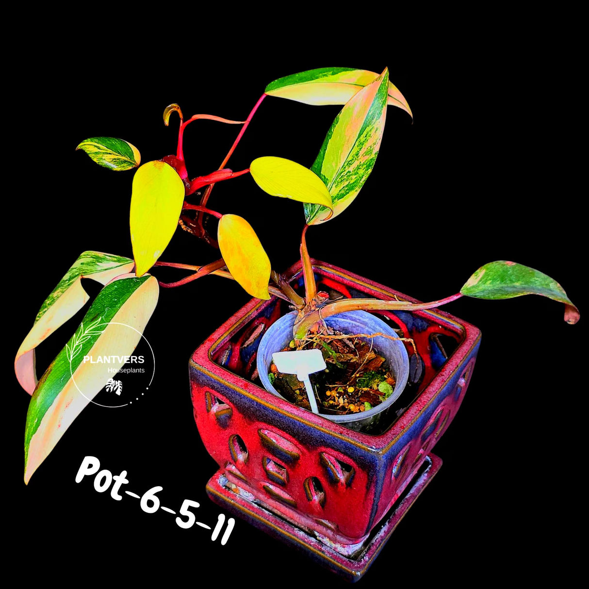 Philodendron Strawberry Shake High Variegated Live Plant - EXACT Same Plant - US Seller