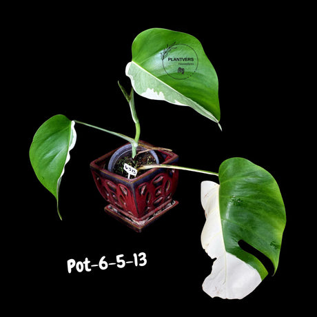 Monstera Albo - Rare Variegated Monstera Borsigiana Albo - Rare Collector Plant - White Monstera Albo - EXACT Same Plant - US Seller