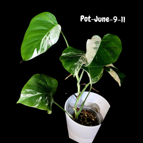 Monstera Albo - Rare Variegated Monstera Borsigiana Albo - Rare Collector Plant - White Monstera Albo - EXACT Same Plant - US Seller