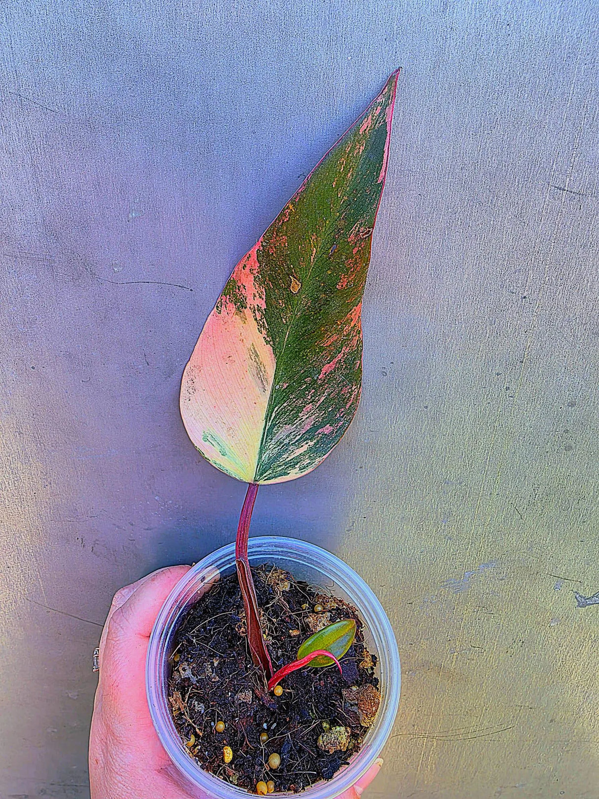 Variegated Philodendron Strawberry Shake - Live Exact Plant - US Seller (May-29-22)