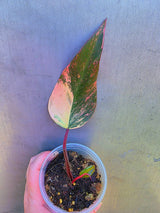 Variegated Philodendron Strawberry Shake - Live Exact Plant - US Seller (May-29-22)