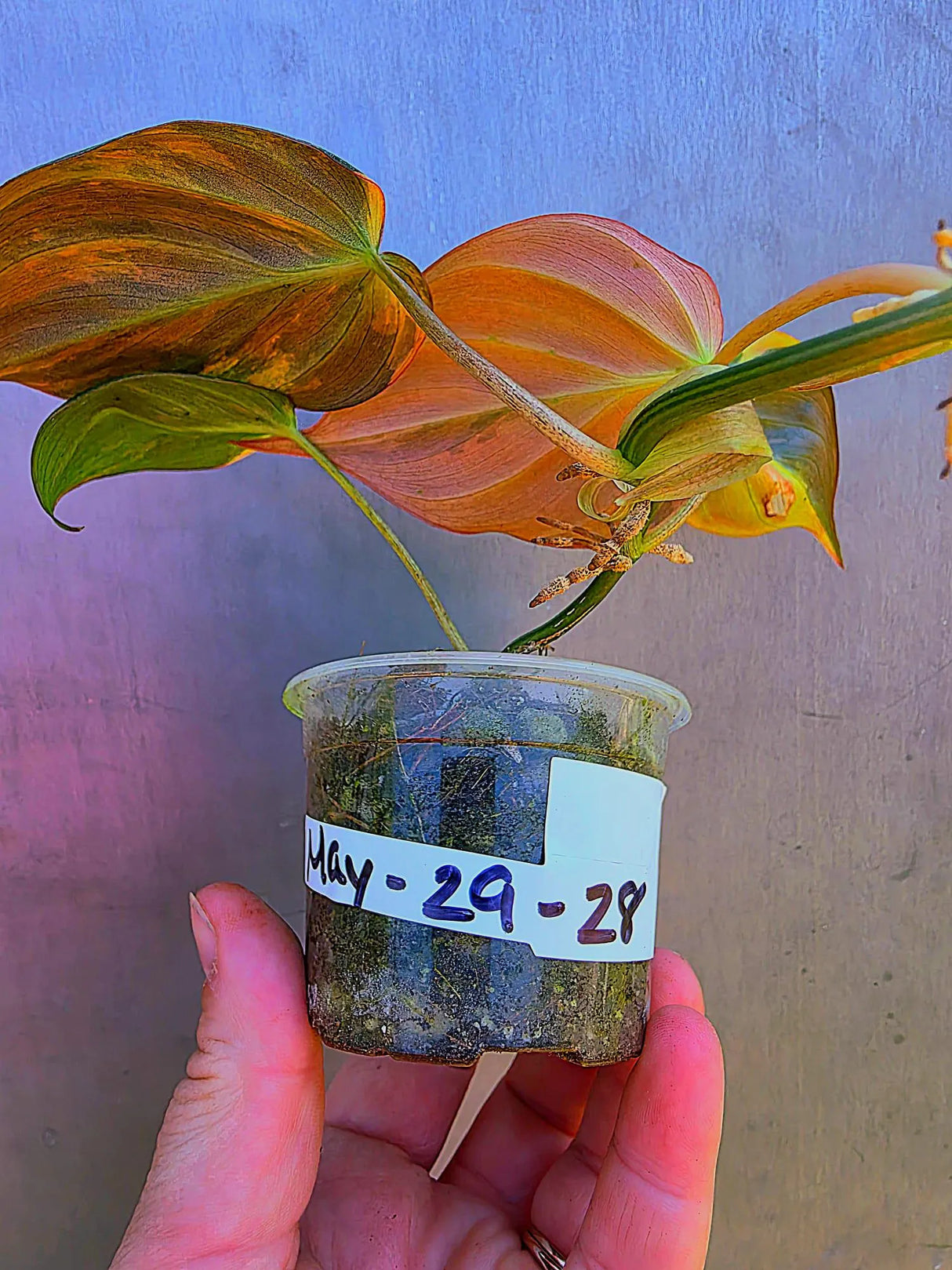 Variegated Philodendron Mican Aurea - Exact Plant - US Seller (May-29-28)
