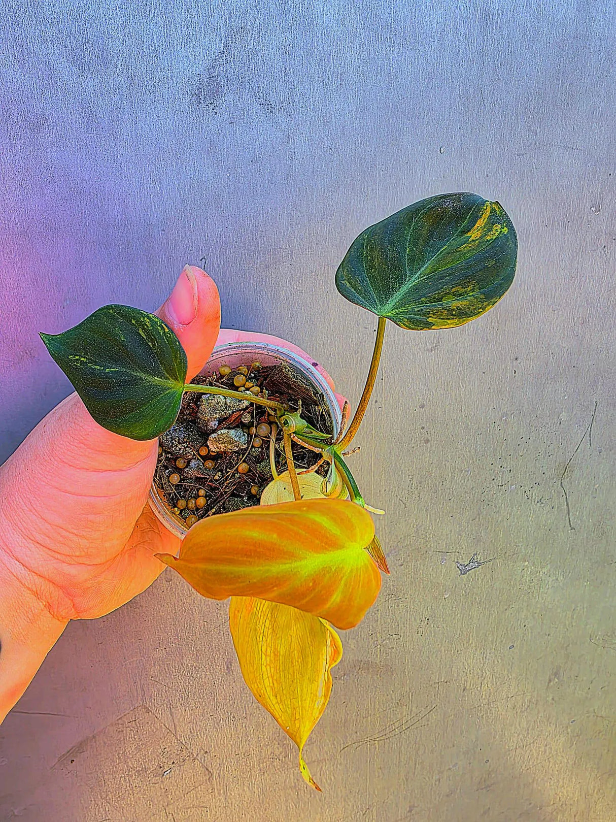 Variegated Philodendron Mican Aurea - Exact Plant - US Seller (May-29-29)
