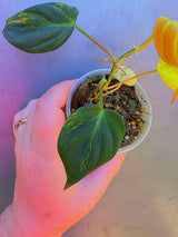 Variegated Philodendron Mican Aurea - Exact Plant - US Seller (May-29-29)
