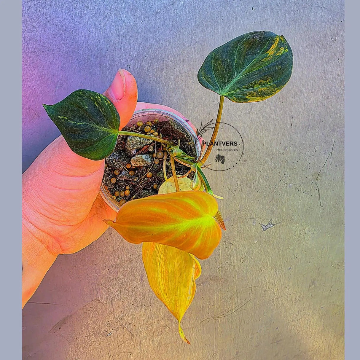Variegated Philodendron Mican Aurea - Exact Plant - US Seller (May-29-29)