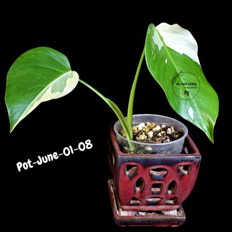 Monstera Albo - Rare Variegated Monstera Borsigiana Albo - Rare Collector Plant - White Monstera Albo - EXACT Same Plant - US Seller