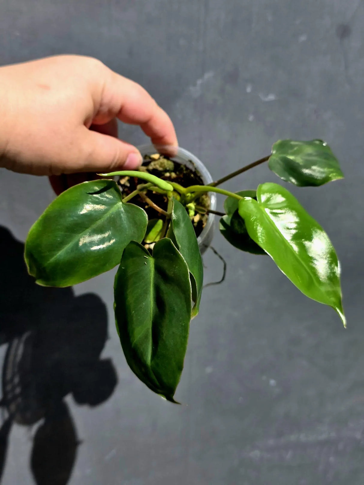 Variegated Burle Marx Philodendron - Rare EXACT Plant -(May-29-93)