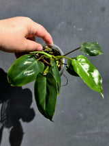 Variegated Burle Marx Philodendron - Rare EXACT Plant -(May-29-93)