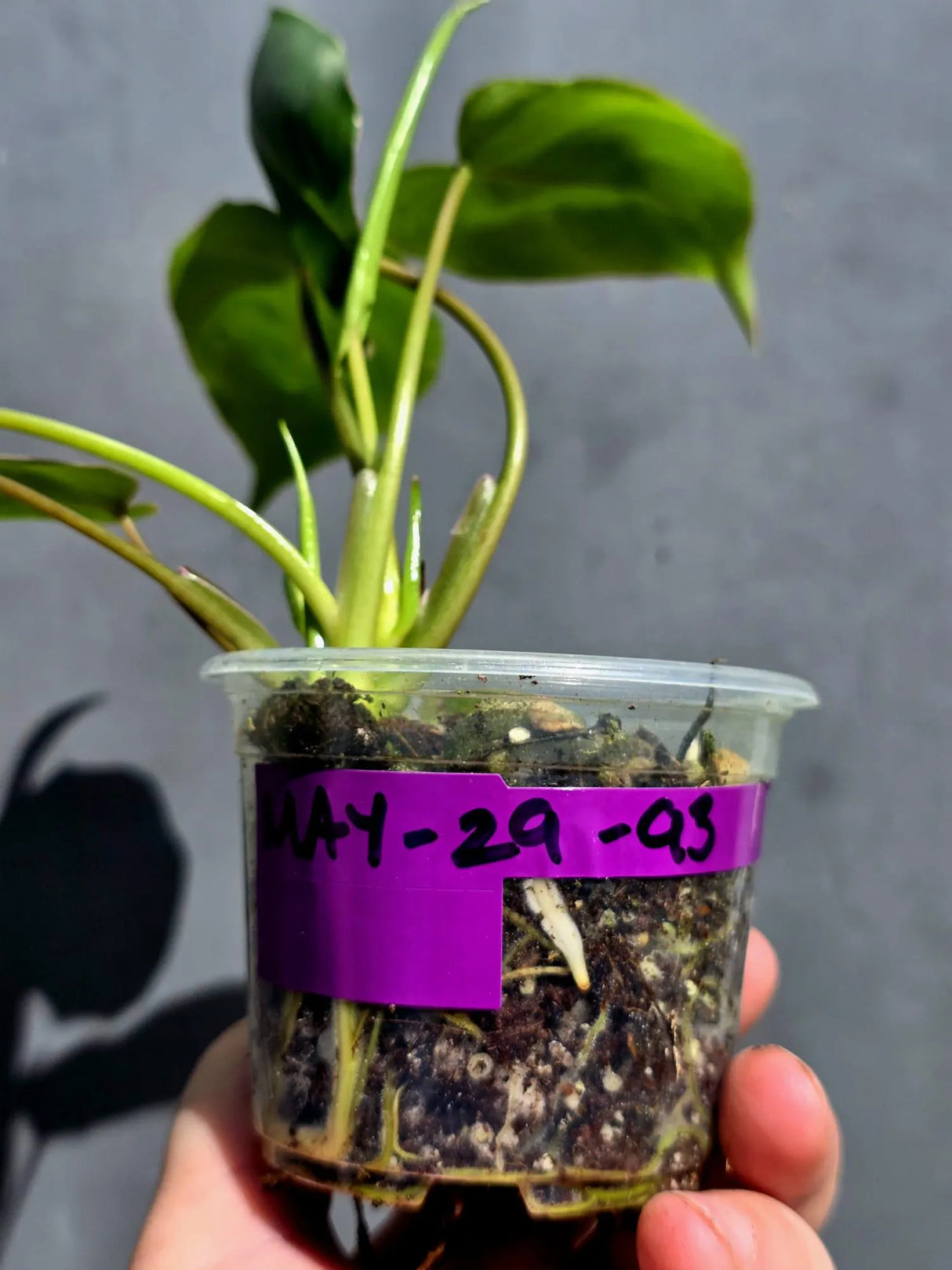 Variegated Burle Marx Philodendron - Rare EXACT Plant -(May-29-93)
