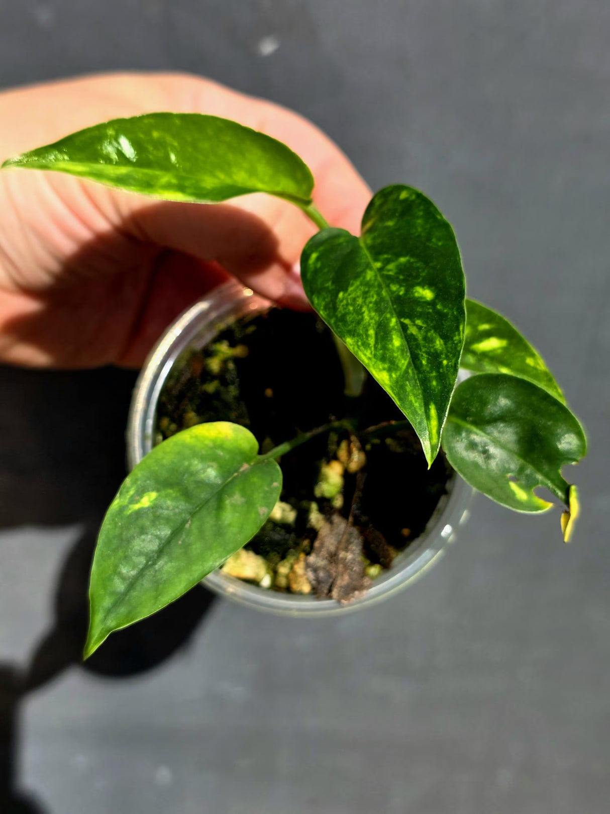 Rare Variegated Golden Flame Epipremnum Pinnatum – Exact Plant – (May-29-94)