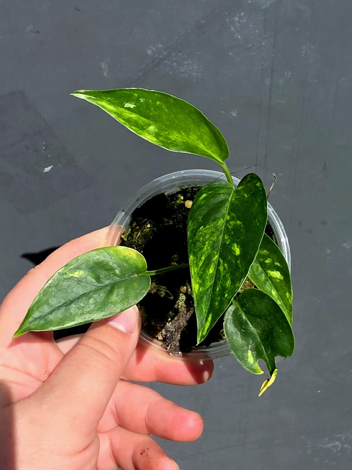 Rare Variegated Golden Flame Epipremnum Pinnatum – Exact Plant – (May-29-94)