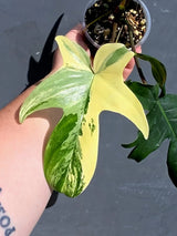 Variegated Philodendron Florida Beauty – Exact Plant –  (May-29-98)