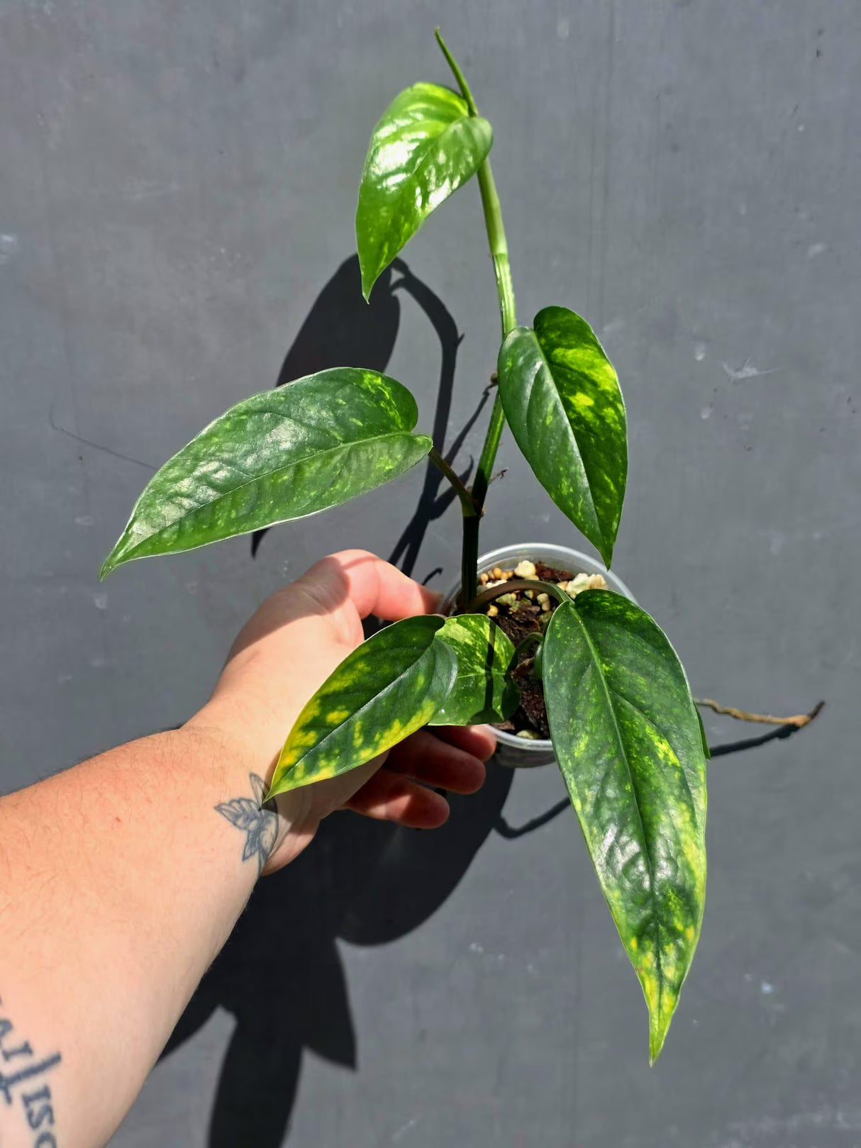 Rare Variegated Golden Flame Epipremnum Pinnatum – Exact Plant – (May-29-97)