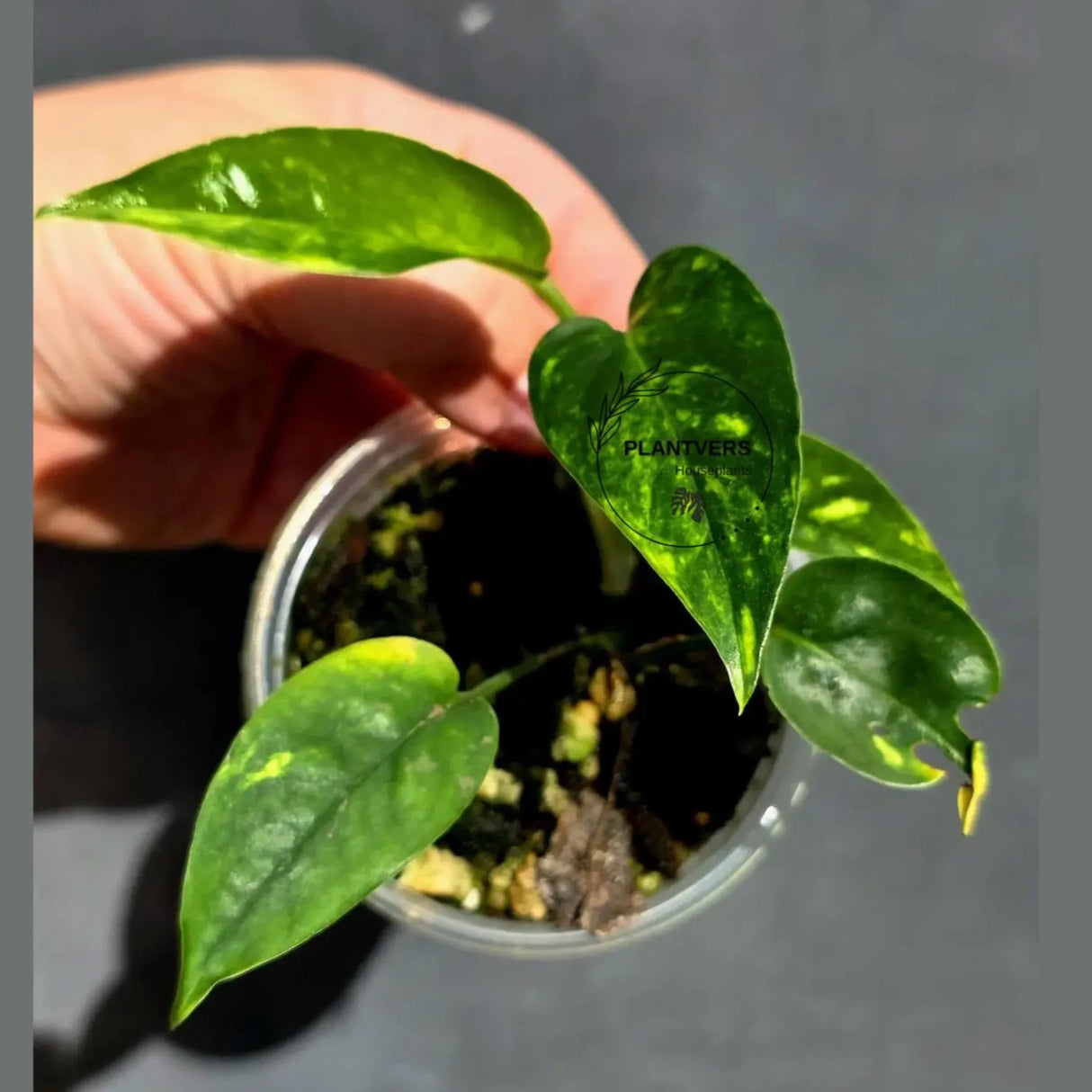 Rare Variegated Golden Flame Epipremnum Pinnatum – Exact Plant – (May-29-94)