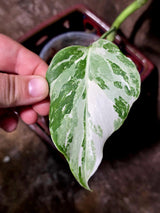 Variegated Monstera Albo - White Monstera Borsigiana Exact Plant- (June-01-19)