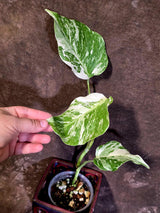 Variegated Monstera Albo - White Monstera Borsigiana Exact Plant- (June-01-19)