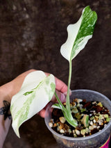Variegated Monstera Albo - White Monstera Borsigiana Exact Plant- (June-01-20)
