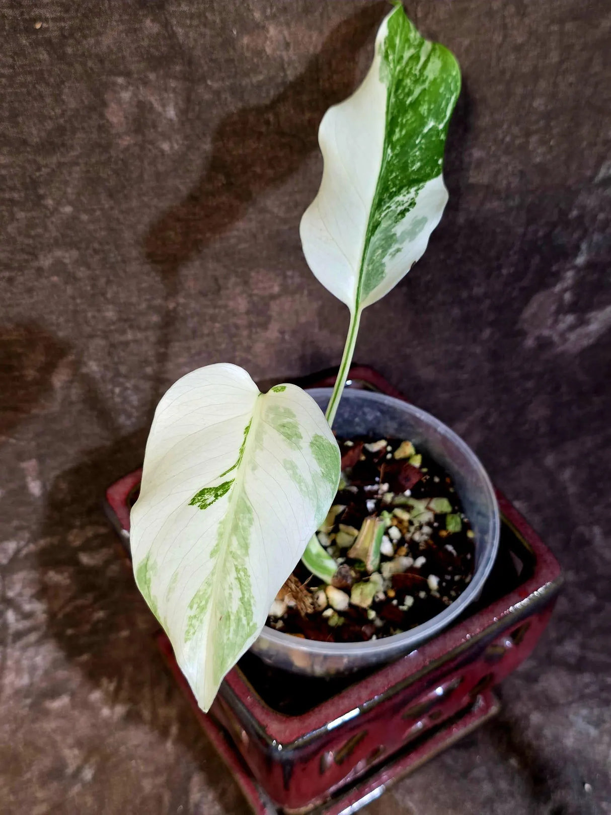 Variegated Monstera Albo - White Monstera Borsigiana Exact Plant- (June-01-20)