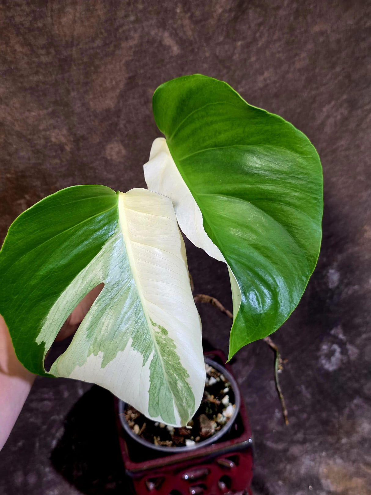 Variegated Monstera Albo - White Monstera Borsigiana Exact Plant- (June-01-25)
