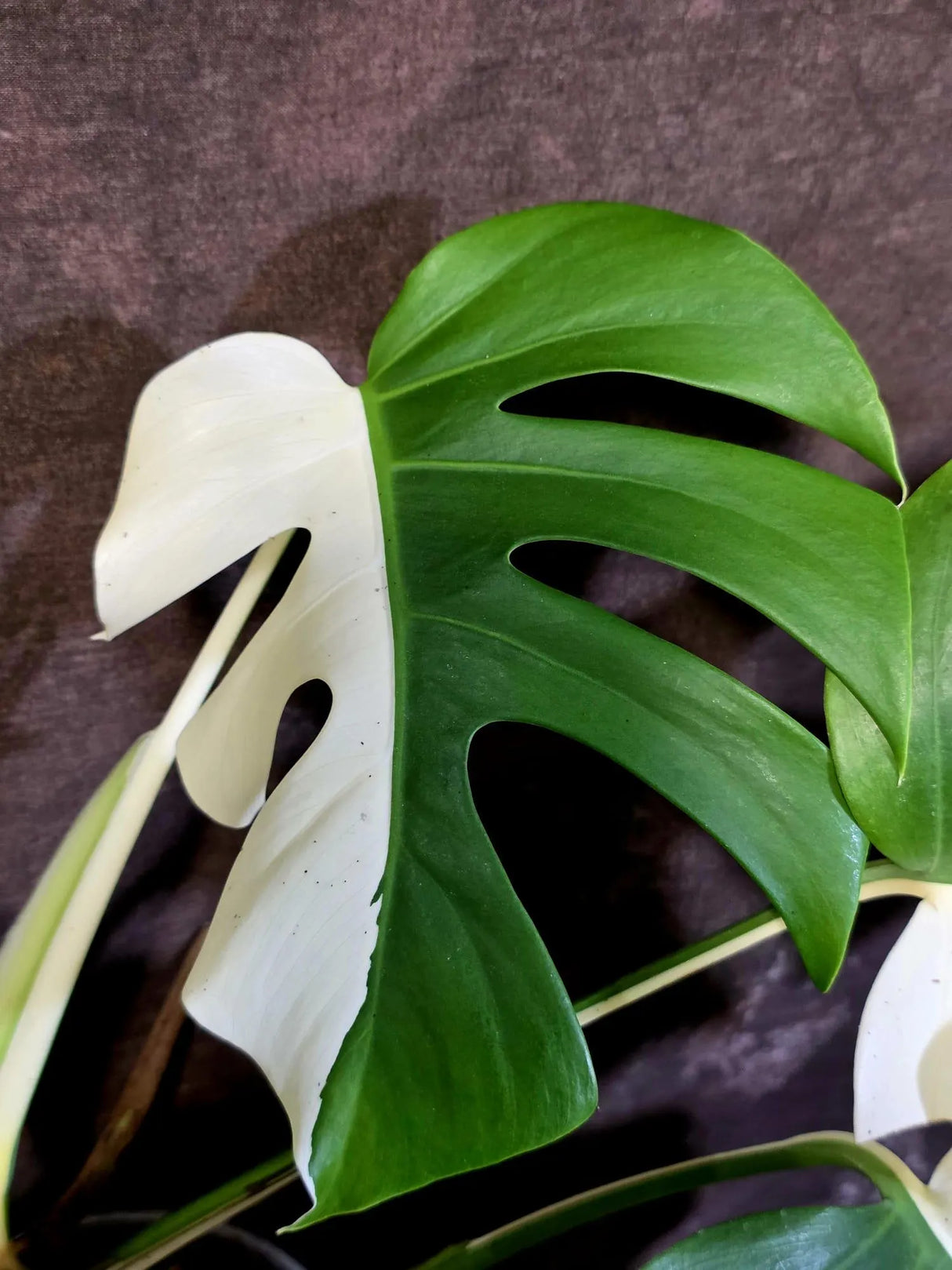 Variegated Monstera Albo - White Monstera Borsigiana Exact Plant- (June-01-28)