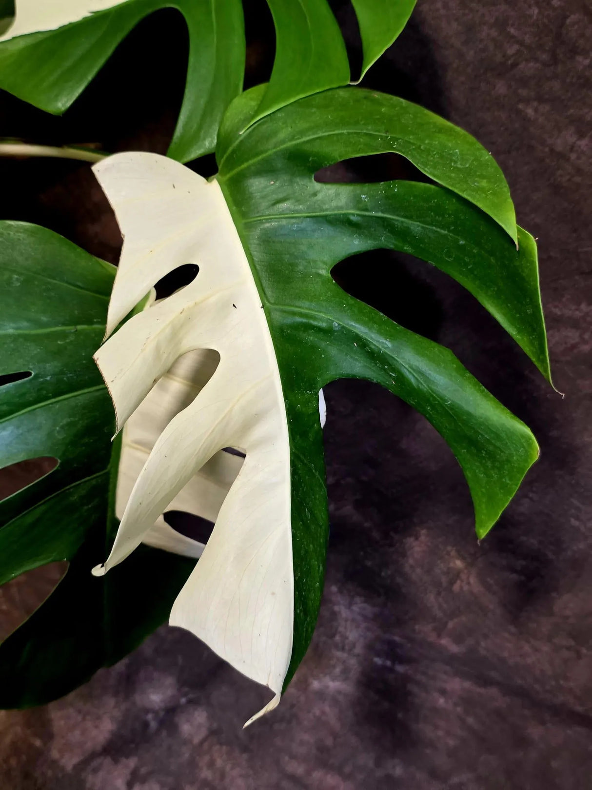 Variegated Monstera Albo - White Monstera Borsigiana Exact Plant- (June-01-28)