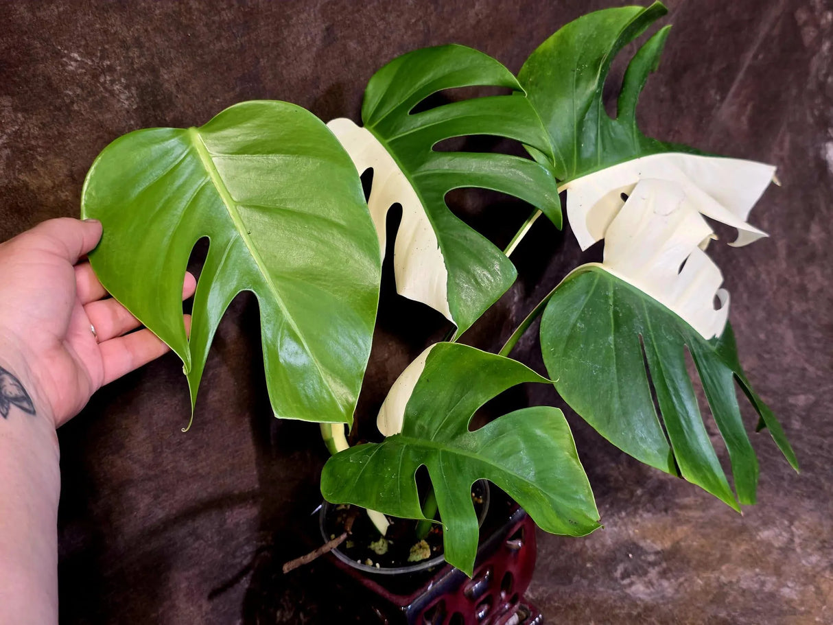 Variegated Monstera Albo - White Monstera Borsigiana Exact Plant- (June-01-28)
