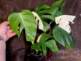 Variegated Monstera Albo - White Monstera Borsigiana Exact Plant- (June-01-28)