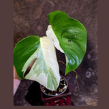 Variegated Monstera Albo - White Monstera Borsigiana Exact Plant- (June-01-25)